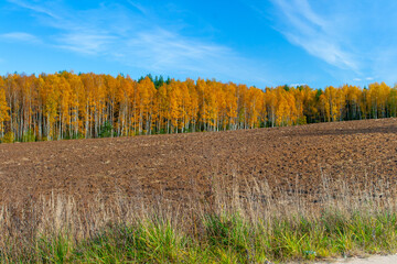 Fototapeta premium Gold colored forest edge on sunny day with blue sky.