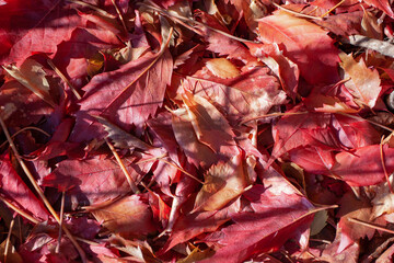 Magenta colored leaves as a carpet in a park