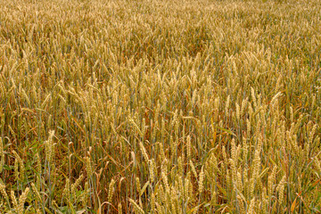 Big spikes of rye is ready for harvesting