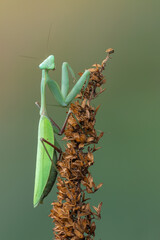 a praying mantis - Hierodula membranacea