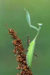 a praying mantis - Hierodula membranacea