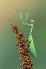 a praying mantis - Hierodula membranacea