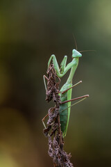 a praying mantis - Hierodula membranacea