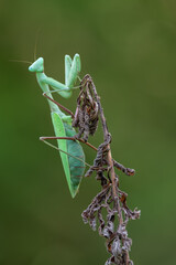 a praying mantis - Hierodula membranacea