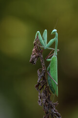 a praying mantis - Hierodula membranacea