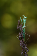 a praying mantis - Hierodula membranacea