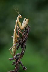 a praying mantis - Hierodula membranacea