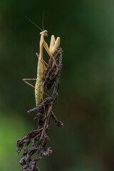 a praying mantis - Hierodula membranacea