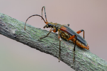 a longhorn beetle - Stenocorus meridianus