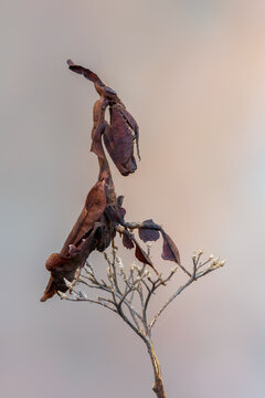 a praying mantis - ghost mantis - Phyllocrania paradoxa