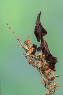 a praying mantis - ghost mantis - Phyllocrania paradoxa