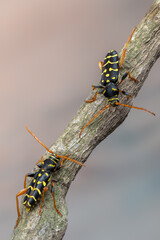 a longhorn beetle - Plagionotus arcuatus