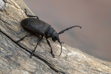 a Weaver beetle - Lamia textor