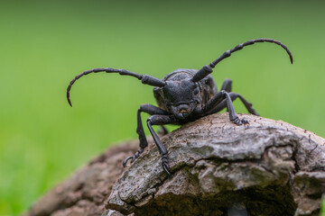 a Weaver beetle - Lamia textor