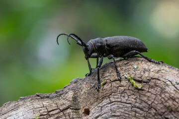 a Weaver beetle - Lamia textor