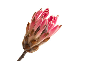 protea flower isolated