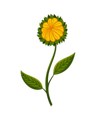 Fototapeta premium Sunflower blossom. Hand drawn sunflower with green leaves. Decorative floral design elements for invitations and cards