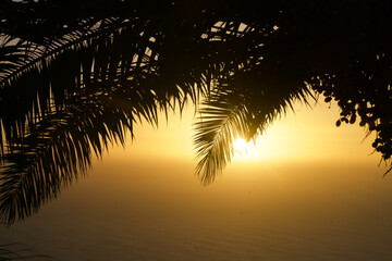 Palm leaves in front of a sundown