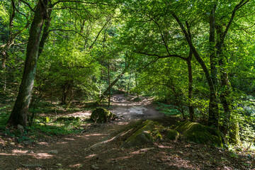 A path in the Monticolo forest full of summer greenery in Italian South Tyrol
