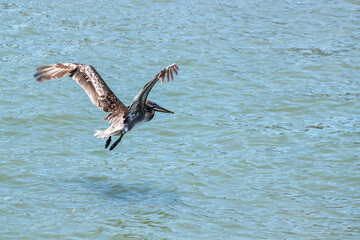 A brown pelican soars over the St. Johns River in Vilano Beach, Florida.