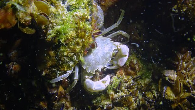 Brachinotus sexdentatus, Small crabs hide among mussels. Black sea