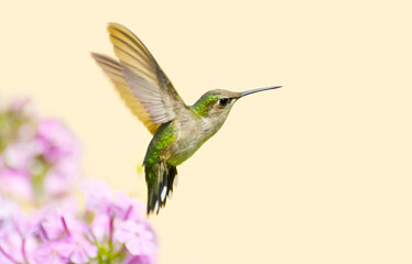 Fototapeta na wymiar Beautiful ruby throated hummingbird, juvenile male in motion in the garden.