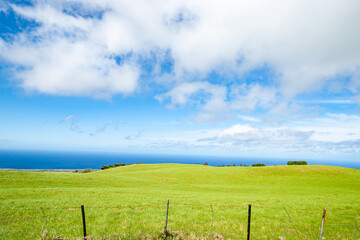 Fototapeta na wymiar Rolling green farmland above coastline under blue sky with puffy white clouds.