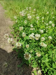 Clover lawn next to a forest path