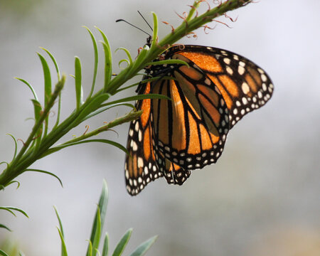 A beautiful monarch butterfly with folded wings in Jacksonville Beach, Florida