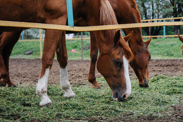 Naklejka na ściany i meble Feeding beautiful and healthy horses on the ranch. Animal husbandry and horse breeding