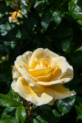 Yellow Rose flower with dewdrops .    Vancouver BC Canada
