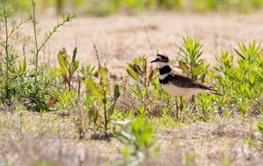 Killdeer on the ground