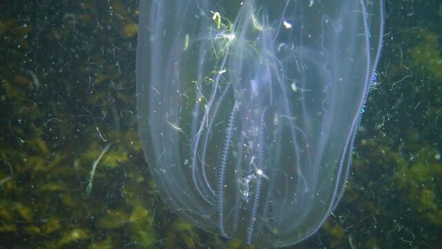 Ctenophores, comb invader to the Black Sea, jellyfish Mnemiopsis leidy. Ukraine