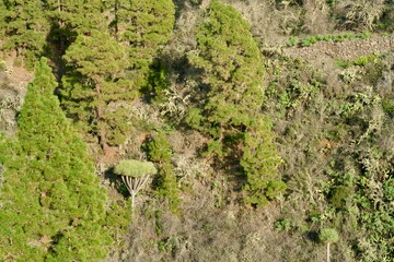 Green trees wallpaper