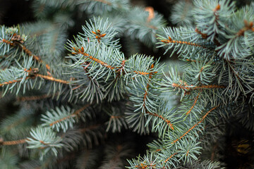 Close up detail shoot of needles of blue spruce picea pungens.