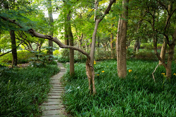 Footpath in woods in Hangzhou Botanical Garden in Hangzhou, China