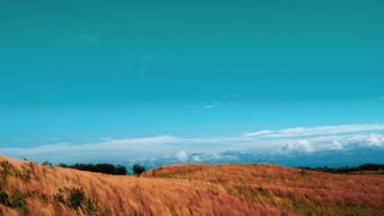 Fototapeta premium Long dry grass on rolling landscape blowing in wind under blue sky with and cloudy horizon.