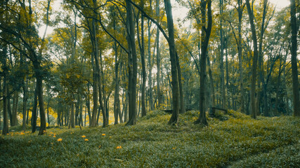 Landscape of woods in warm sunlight near Hangzhou Botanical Garden in Hangzhou, China