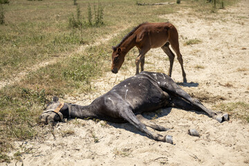 Narure is cruel - motherless horse