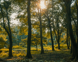 Obraz premium Landscape of woods in warm sunlight near Hangzhou Botanical Garden in Hangzhou, China