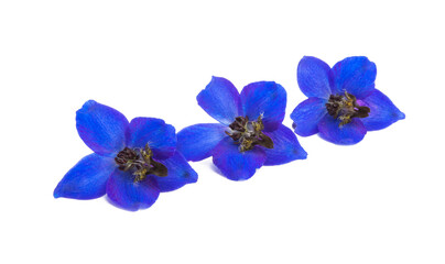 Naklejka na ściany i meble blue delphinium flowers isolated