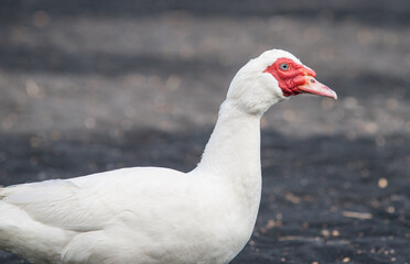 Portrait of large white muscovy duck