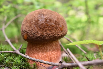 the mushroom in the wild poland forest