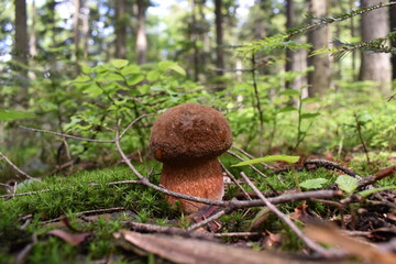 mushroom in the wild poland forest