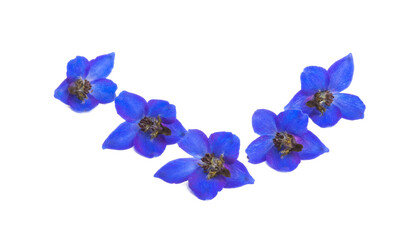 blue delphinium flowers isolated