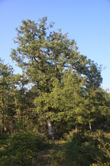 Fototapeta na wymiar un chêne dans le bois du Défens 