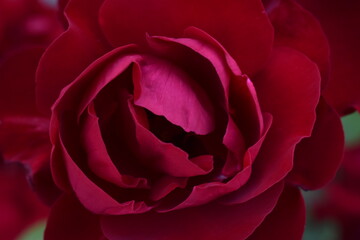 А red rose flower close-up