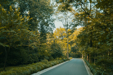 Road in forest near Hangzhou Botanical Garden in Hangzhou, China