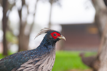 Kalij male pheasant