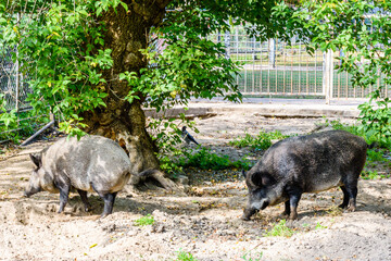 Wild boars in a corral at farm